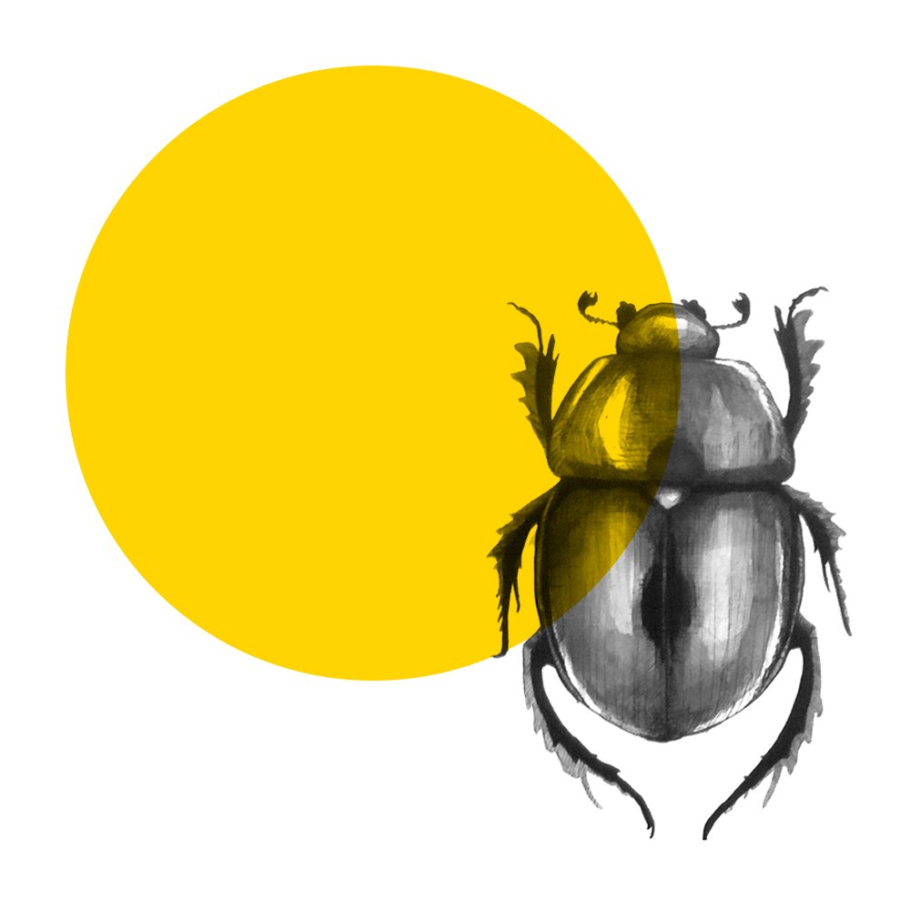 About beetle graphic beetle 1