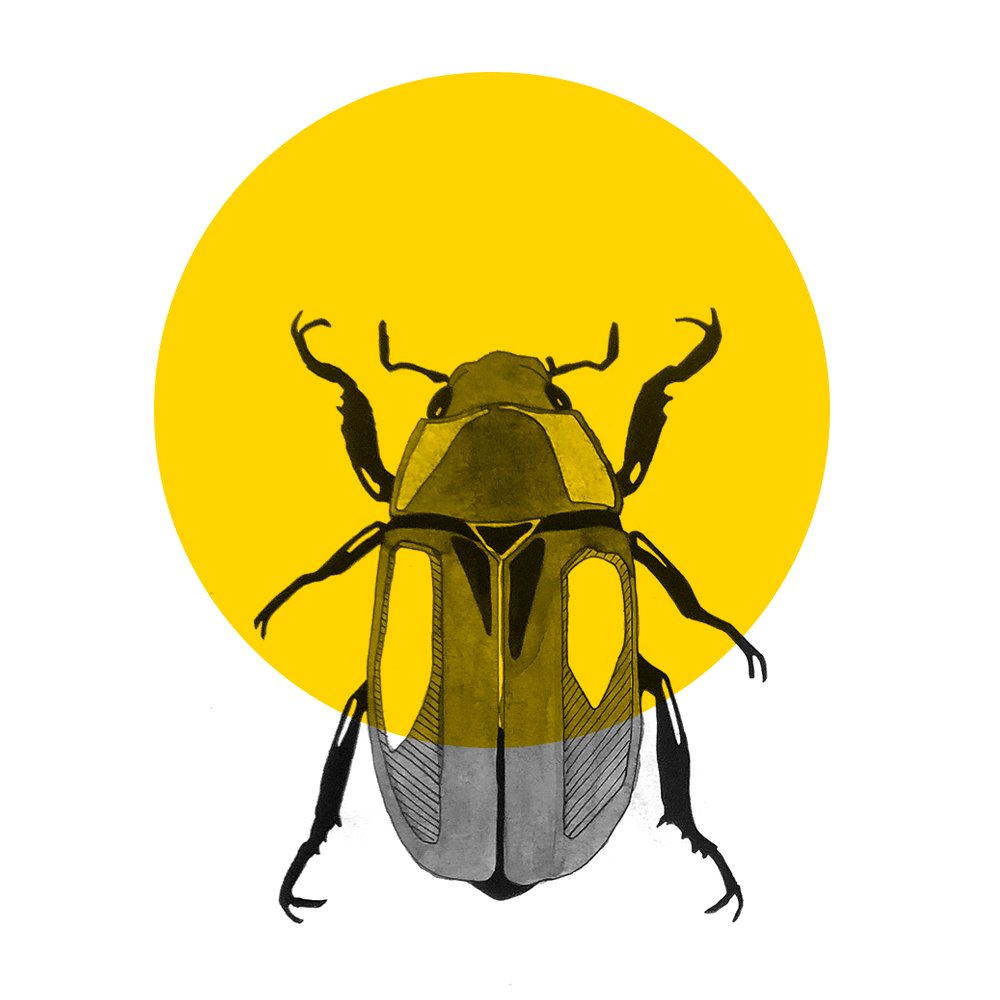 About beetle graphic beetle 2