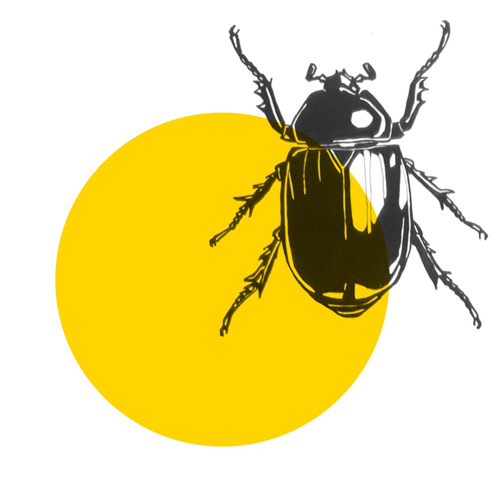 About beetle graphic beetle 3